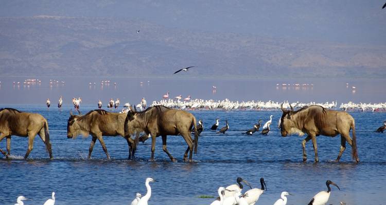 Depuis le Kilimandjaro, 9 jours Tanzanie sauvage, un voyage dans le cœur sauvage de l'Afrique : Serengeti, lac Natron, Tarangire, flamants roses... - Beach and Safari Holidays 3