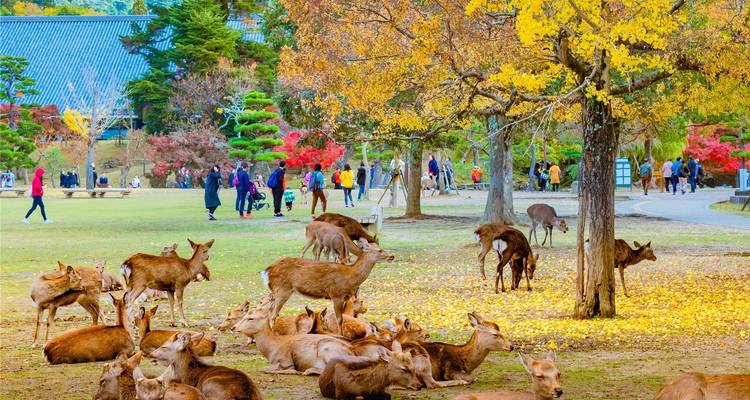 Circuito clásico de Japón de 11 días (guía y conductor privados） - UME Travel Co. Ltd 6