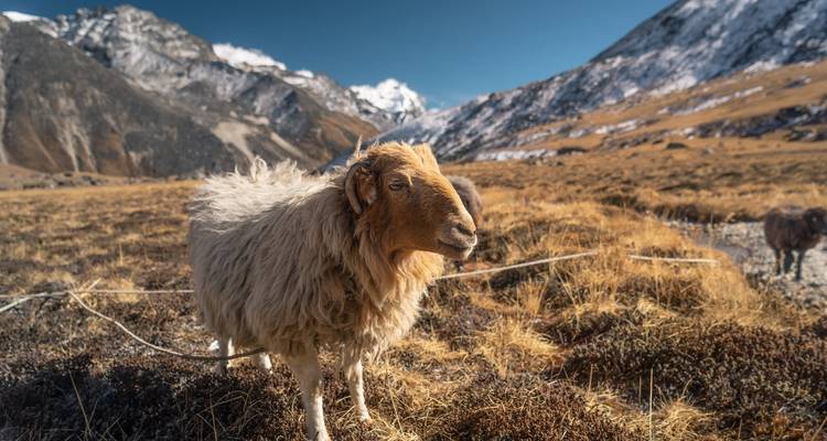 Moutons paissant dans un pré de montagne avec des sommets enneigés.