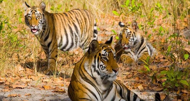 Drie tijgers die rusten en observeren in een bosgebied.