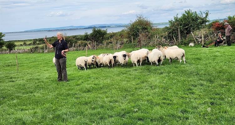 Recorrido de 5 días por la Costa Sur - Recorrido en grupo reducido - Irish Experience Tours 10