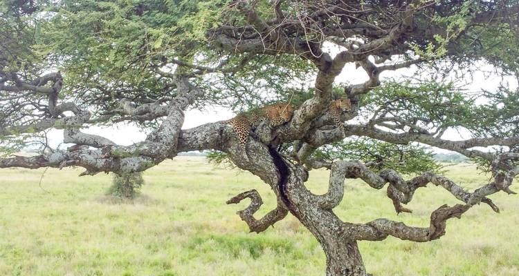 Desde Arusha : Increíble Safari de 11 días por el Norte de Tanzania - Beach and Safari Holidays 8