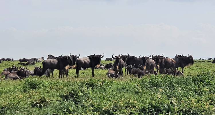 From Arusha : 11 days The Complete Africa Safari Tour - Beach and Safari Holidays 9