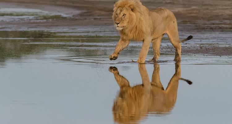 Löwe, der durch seichtes Wasser läuft, wobei seine Spiegelung sichtbar ist.