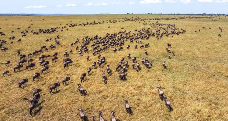 Große Herde von Gnus durchquert die Savanne.