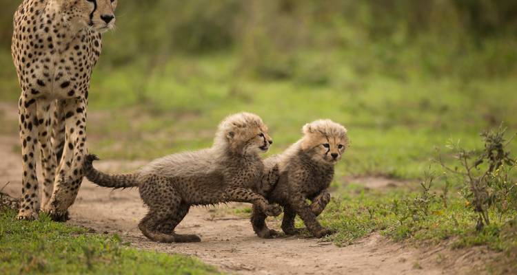 Desde Arusha: safari de 11 días por el famoso Serengeti del Revés - Beach and Safari Holidays 6