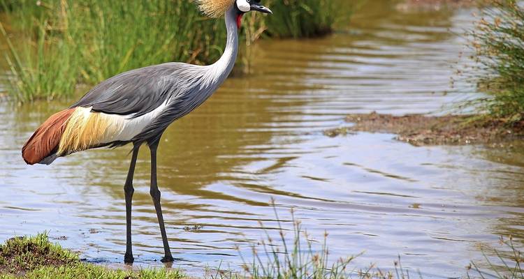 From Arusha: 11 days Lake Hopping, Serengeti, Ngorongoro, Tarangire Safari - Beach and Safari Holidays 9