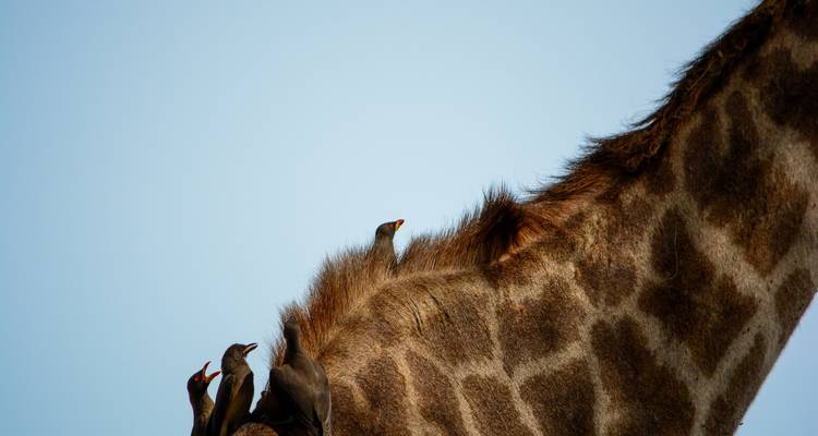 From Arusha: 11 days Lake Hopping, Serengeti, Ngorongoro, Tarangire Safari - Beach and Safari Holidays 10