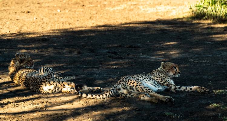 Desde Arusha 11 Días Descubriendo las Maravillas Naturales de Tanzania: Tarangire, L.Manyara, Cascada de Ngare Sero, Safari por el Serengeti - Beach and Safari Holidays 8