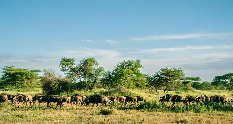 Desde Arusha 10 días Persiguiendo a los Cinco Grandes: Safari por las Tierras Salvajes de África, Valle del Gran Rift y Serengeti - Beach and Safari Holidays 9
