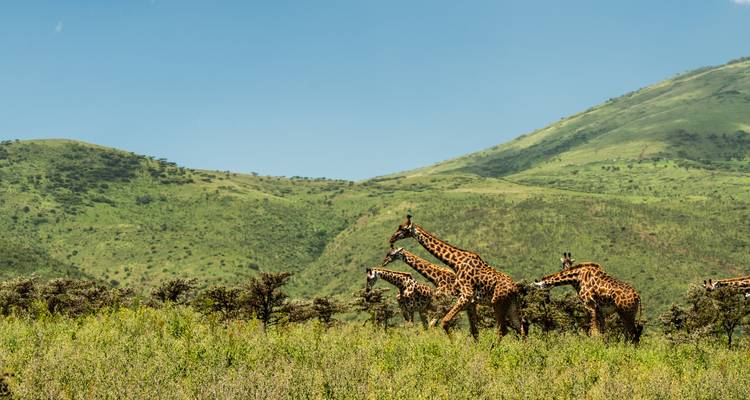 Desde Arusha 10 días Persiguiendo a los Cinco Grandes: Safari por las Tierras Salvajes de África, Valle del Gran Rift y Serengeti - Beach and Safari Holidays 2