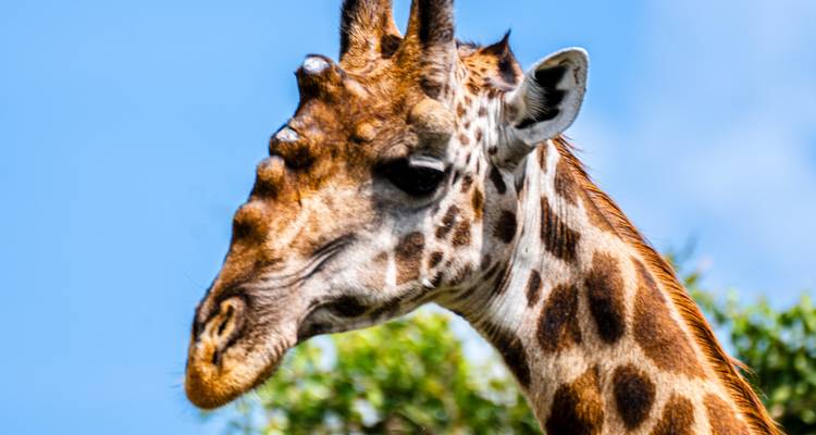 Desde Arusha Aventura de 10 días por el Circuito Norte de Tanzania: Safari por el Parque Nacional de Tarangire, Lago Manyara y Serengeti - Beach and Safari Holidays 8