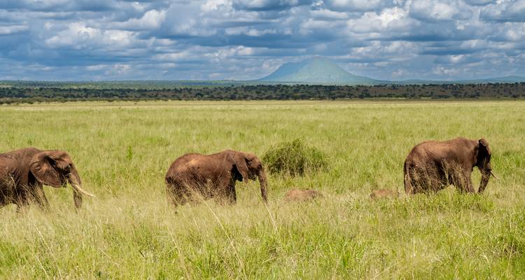 Desde Arusha Aventura de 10 días por el Circuito Norte de Tanzania: Safari por el Parque Nacional de Tarangire, Lago Manyara y Serengeti - Beach and Safari Holidays 10