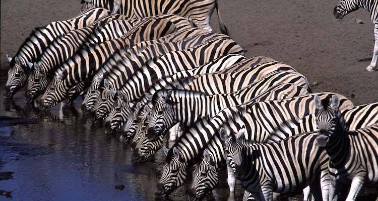 Le vagabond de la vie sauvage - Absolute Africa 1