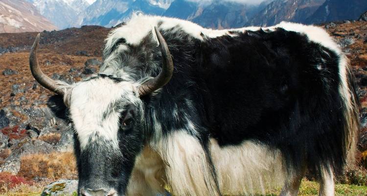 Trek Langtang Gosaikunda - AlpWander Adventures Pvt. Ltd. 4