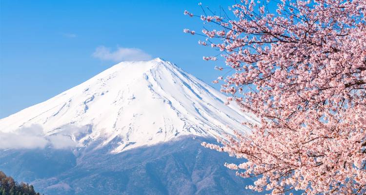 10-Day Romantic Honeymoon in Japan Tour (private guide & driver）Customizable - UME Travel Co. Ltd 6