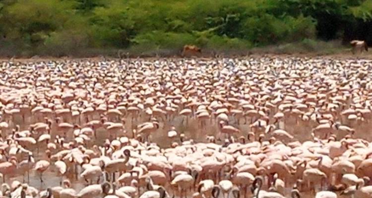 10 Days Luxury Honeymoon Masai Mara &Diani Package - Gracepatt Ecotours Kenya 7