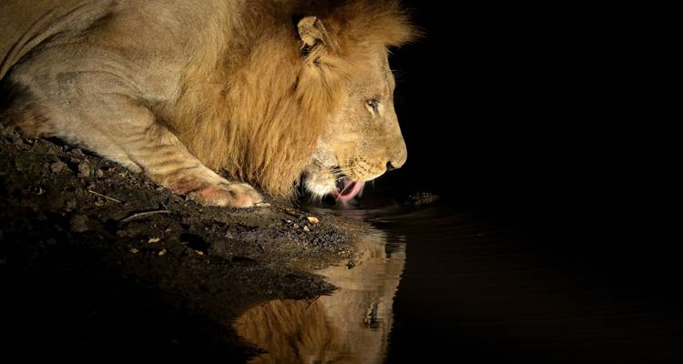 From Arusha : 14 Days Serengeti,L.Natron,L.Manyara Safari Northern Circuit Roundtrip Complete - Beach and Safari Holidays 3