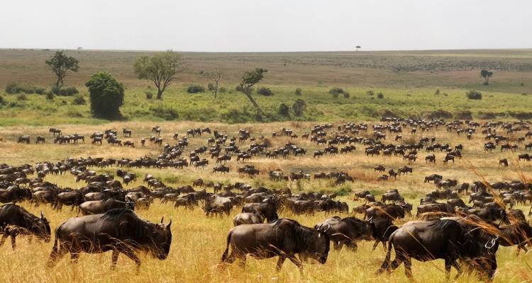 From Arusha : 14 Days Serengeti,L.Natron,L.Manyara Safari Northern Circuit Roundtrip Complete - Beach and Safari Holidays 1
