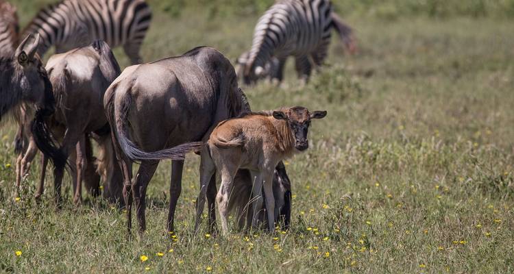 From Arusha : 14 Days Serengeti,L.Natron,L.Manyara Safari Northern Circuit Roundtrip Complete - Beach and Safari Holidays 4
