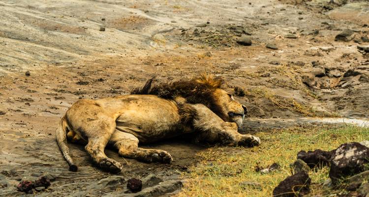 From Arusha : 14 Days Serengeti,L.Natron,L.Manyara Safari Northern Circuit Roundtrip Complete - Beach and Safari Holidays 8