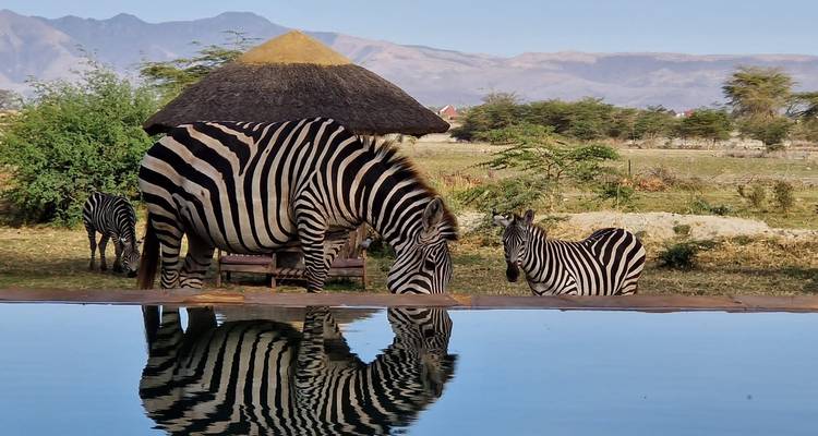 Zanzíbar: 7 días de vacaciones de playa y safari, aventura en la Reserva de Caza Selous - Beach and Safari Holidays 7