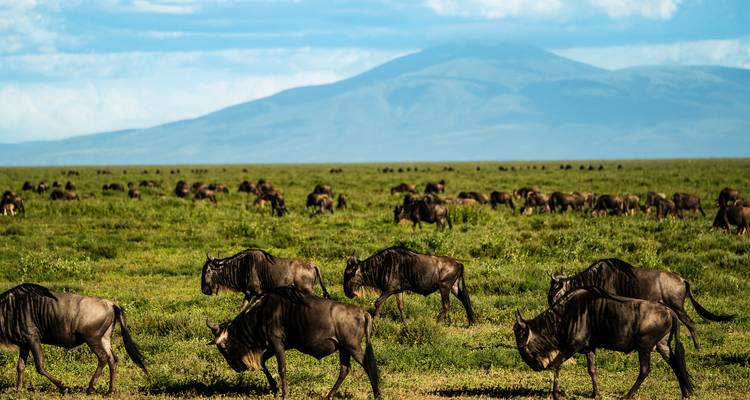 Safari de ida y vuelta desde Zanzíbar y en avión 8 días por el Serengeti, el lago Natrón y el Ngorongoro - Beach and Safari Holidays 6