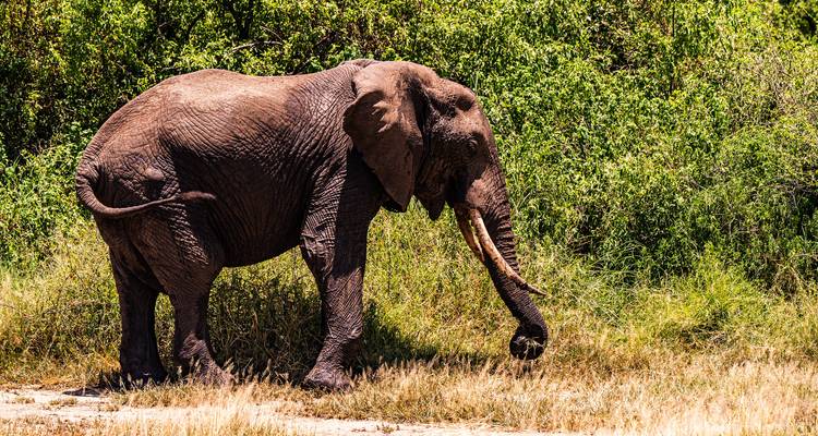 Au départ de Zanzibar, 8 jours d'exploration des îles tropicales et de safari dans le Tarangire et le Ngorongoro. - Beach and Safari Holidays 3