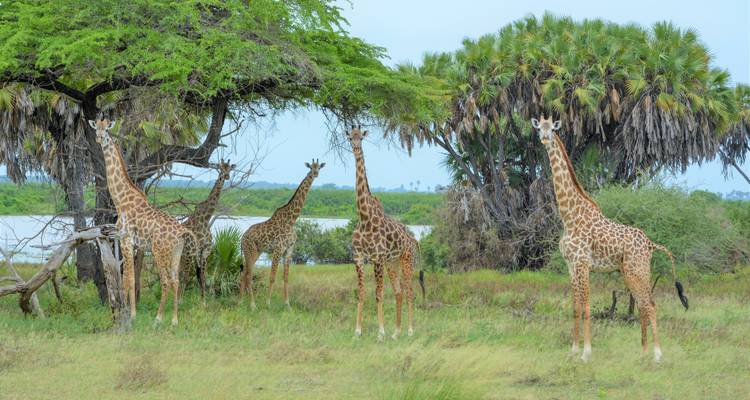 De Zanzibar 8 jours : Island Dreams & Selous Safari Adventure - Beach and Safari Holidays 4