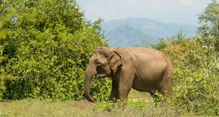 Sri Lanka on a Shoestring - Encounters Travel 7