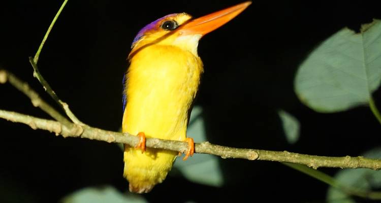 Malaysia Sabah Eco:  Kinabatangan River & Wildlife (Semi Private Custom) - Odynovo 3