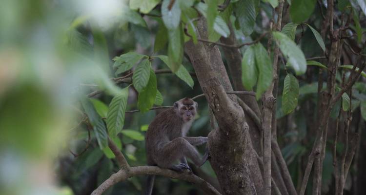 Malaysia Sabah Eco:  Kinabatangan River & Wildlife (Semi Private Custom) - Odynovo 4