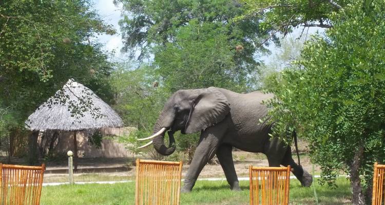 Zanzíbar: Safari de 9 días por Selous y vacaciones en la playa de Zanzíbar - Beach and Safari Holidays 7
