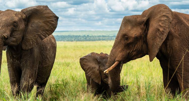 Desde Zanzíbar 11 días Una mezcla perfecta de las playas de Zanzíbar y la vida salvaje de Tanzania Viaje de safari por el Serengeti, el lago Natrón, el Ngorongoro y Tarangire - Beach and Safari Holidays 1