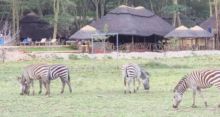 Du Kilimandjaro à Zanzibar : 11 jours de safari et une île tropicale ,Tarangire, L.Manyara, Serengeti - Beach and Safari Holidays 10