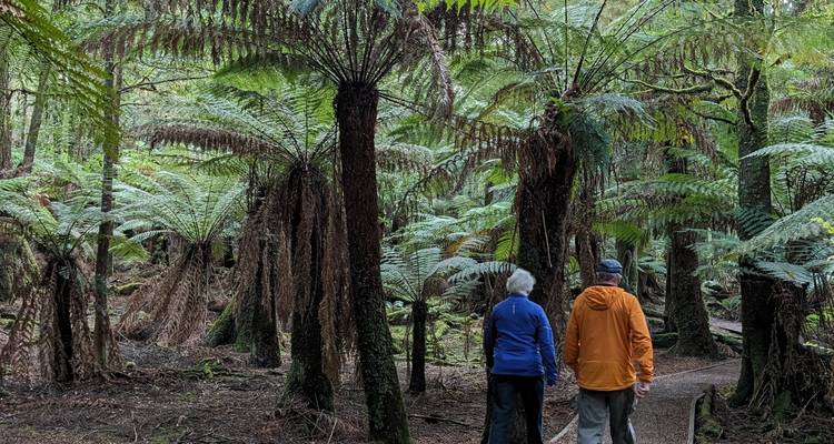 Two people walking through a lush rainforest with tall tree ferns.