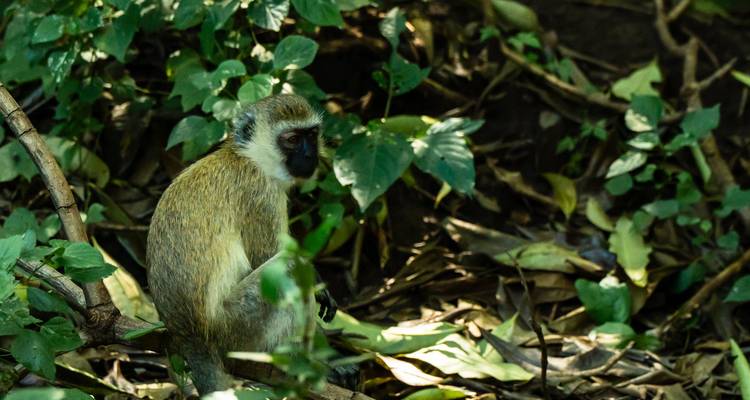 Desde Zanzíbar 15 días Descubre La Verdadera África Desde el Lago Manyara, Safari y Excursión Maasai Boma - Beach and Safari Holidays 6