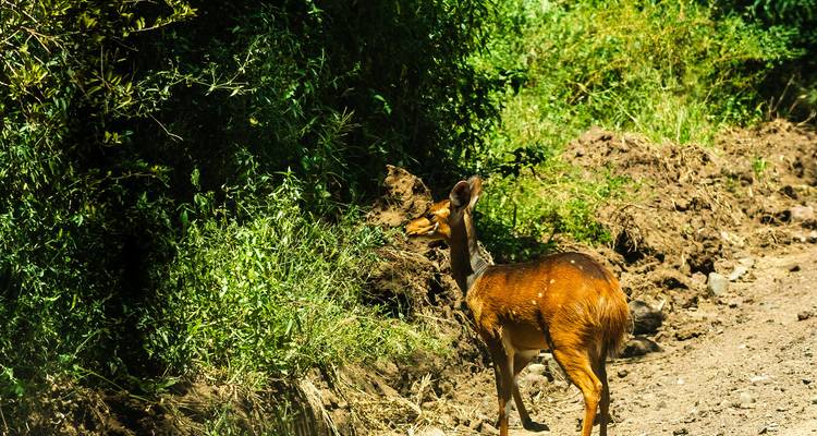 Desde Zanzíbar 15 días Descubre La Verdadera África Desde el Lago Manyara, Safari y Excursión Maasai Boma - Beach and Safari Holidays 4