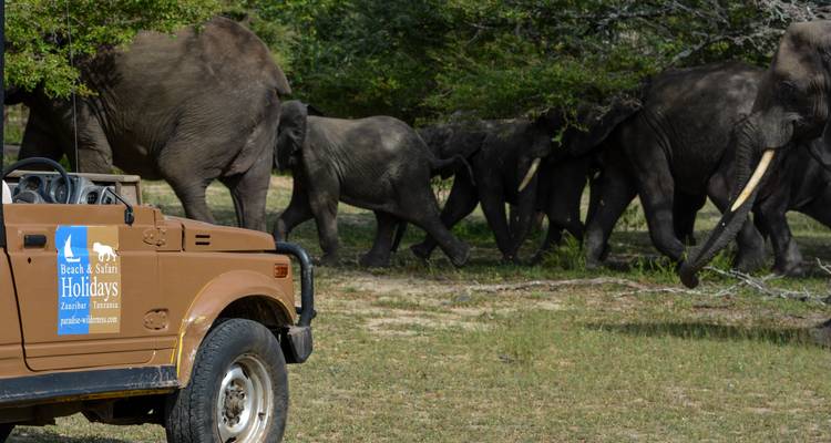 Desde Zanzíbar : 15 días La Mejor Aventura de Vida Salvaje, Cultura y Playa, Safari Selous G.R - Beach and Safari Holidays 7