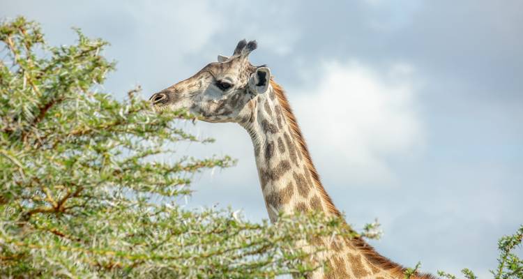 Desde Zanzíbar: Safari de un día a la Reserva de Caza Selous con vuelos - Beach and Safari Holidays 2