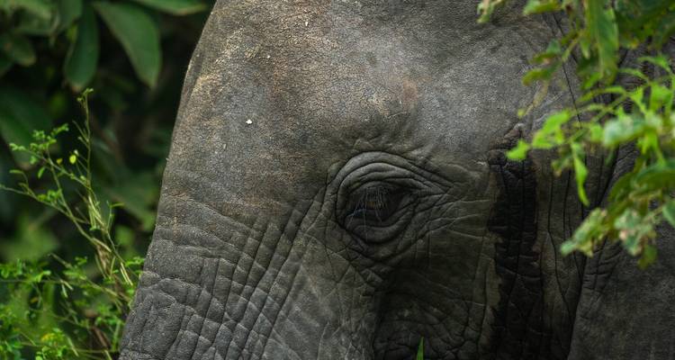 Desde Zanzíbar: Safari de un día a la Reserva de Caza Selous con vuelos - Beach and Safari Holidays 10