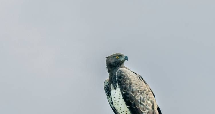 Desde Zanzíbar: Safari de un día a la Reserva de Caza Selous con vuelos - Beach and Safari Holidays 9