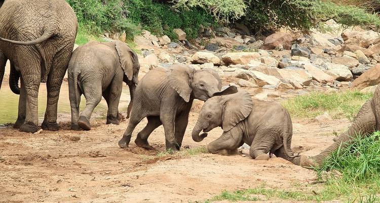 Desde Zanzíbar: Safari de 2 días Tarangire y Manyara con vuelos - Beach and Safari Holidays 2