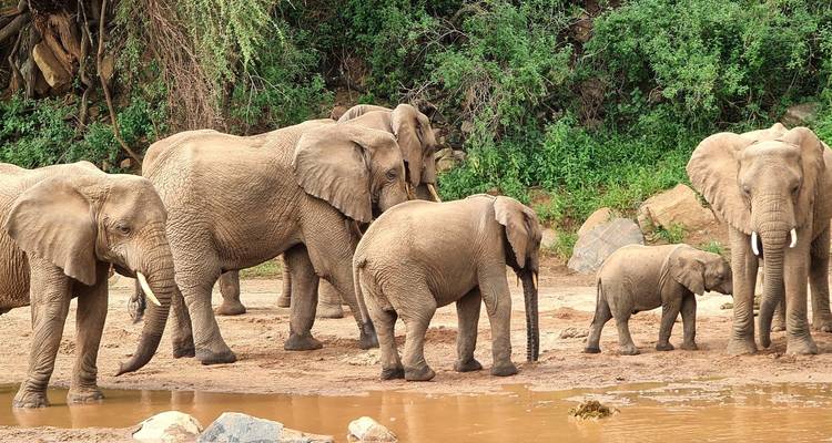 Desde Zanzíbar: Safari de 2 días Tarangire y Manyara con vuelos - Beach and Safari Holidays 10