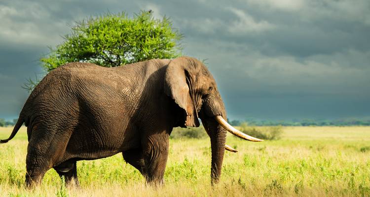 Desde Zanzíbar: Safari de 2 días Tarangire y Manyara con vuelos - Beach and Safari Holidays 8