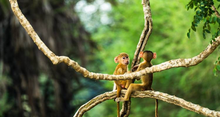 Desde Zanzíbar : Safari de 2 días Reserva de Caza Selous - Beach and Safari Holidays 4