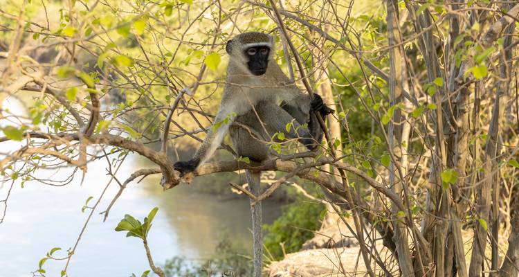 Desde Zanzíbar: 2 días de safari en Selous de día completo - Beach and Safari Holidays 4