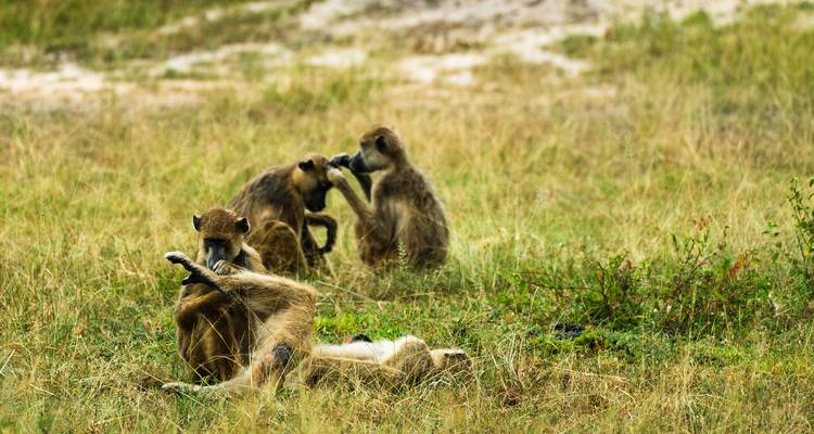 Desde Zanzíbar: 2 días de safari en Selous de día completo - Beach and Safari Holidays 1