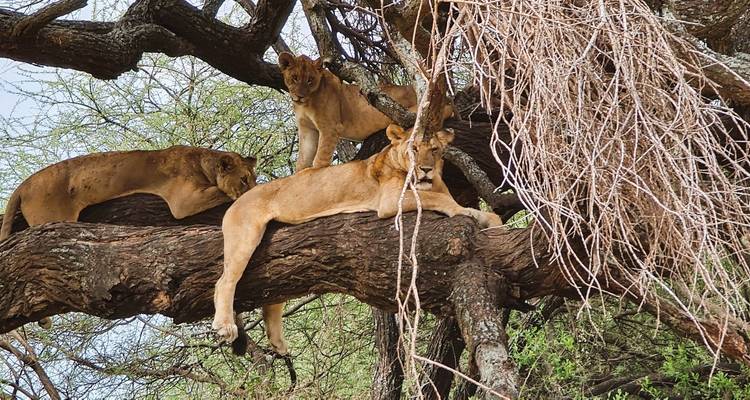From Zanzibar: 2 Days Safari Northern Circuit with Flights - Beach and Safari Holidays 3