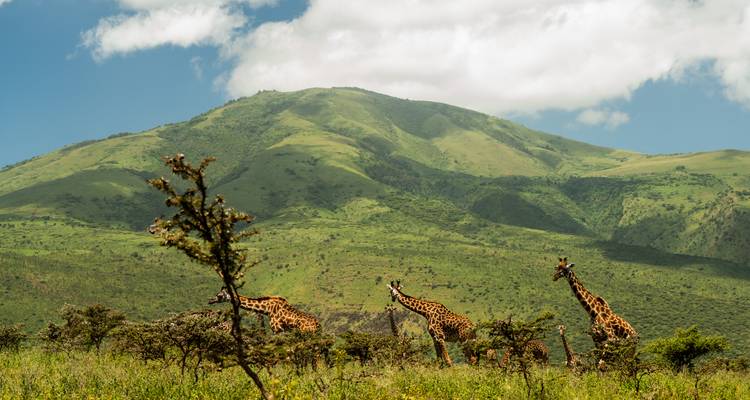 From Zanzibar: 2 Days Safari Northern Circuit with Flights - Beach and Safari Holidays 8